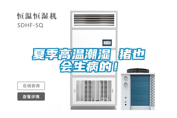 夏季高溫潮濕 豬也會生病的！