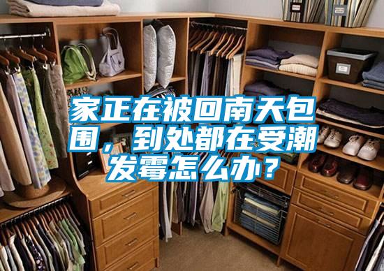 家正在被回南天包圍，到處都在受潮發(fā)霉怎么辦？