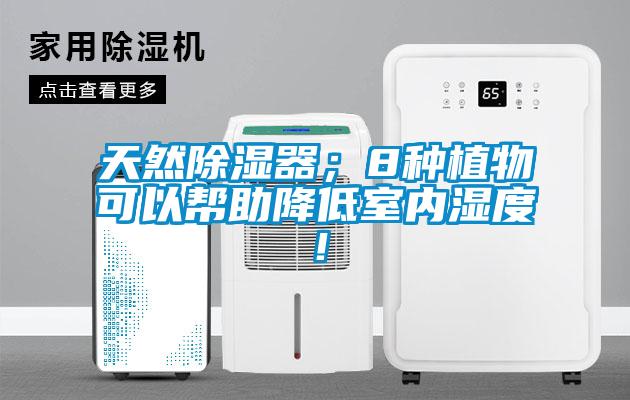 天然除濕器；8種植物可以幫助降低室內濕度！