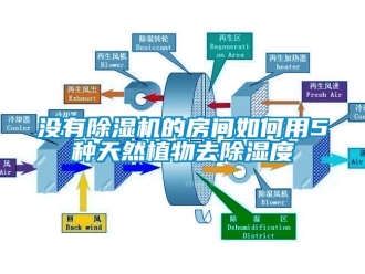 常見問題沒有除濕機的房間如何用5種天然植物去除濕度