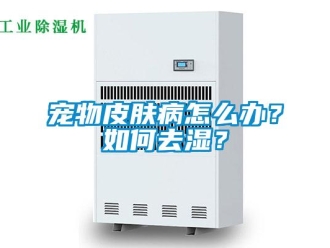 常見(jiàn)問(wèn)題寵物皮膚病怎么辦？如何去濕？