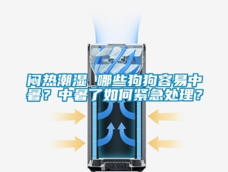 常見問題悶熱潮濕 哪些狗狗容易中暑？中暑了如何緊急處理？